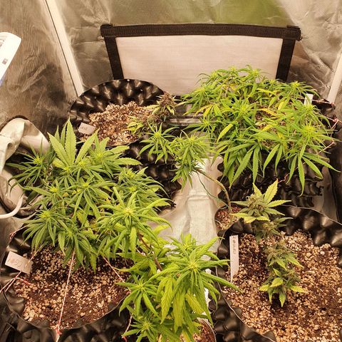 CG #3 growlog timeline photo
