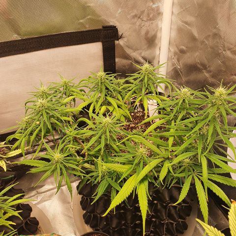 CG #2 growlog timeline photo