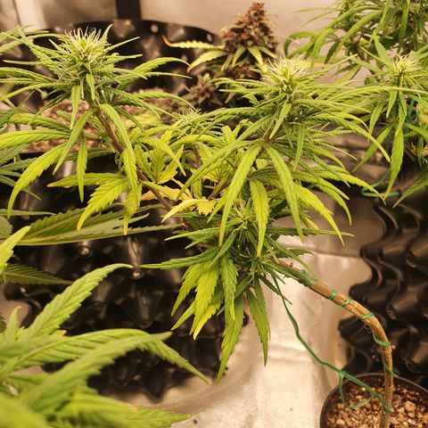 CG #3 growlog timeline photo