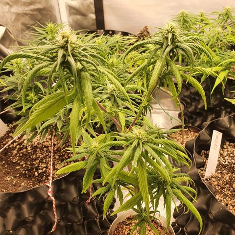 CG #4 growlog timeline photo