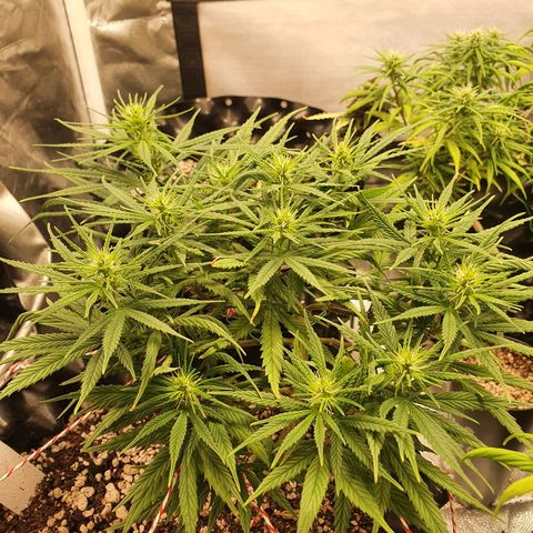 CG #1 growlog timeline photo
