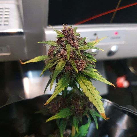 BFG #1 growlog timeline photo