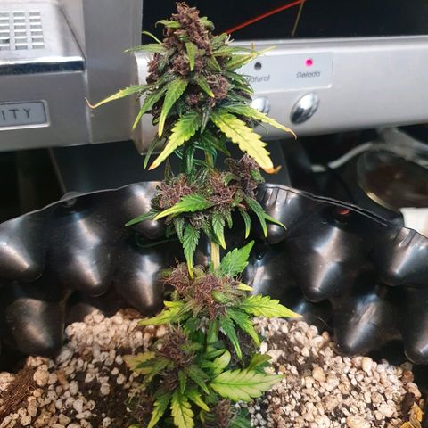 BFG #1 growlog timeline photo
