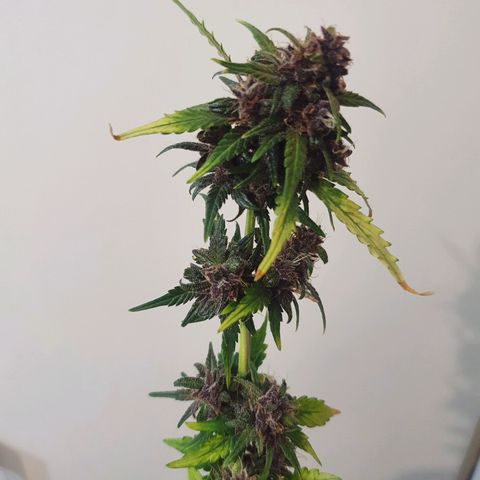 BFG #1 growlog timeline photo