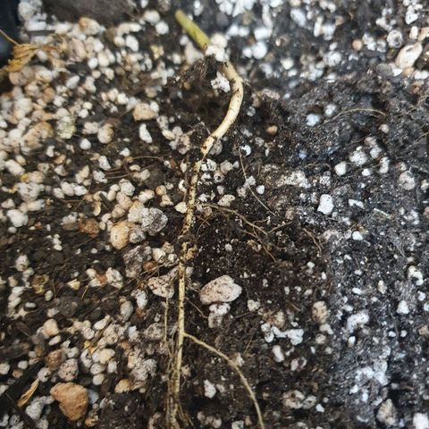 BFG #1 growlog timeline photo
