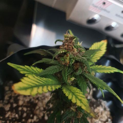 BFG #2 growlog timeline photo