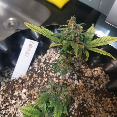 BFG #2 growlog timeline photo