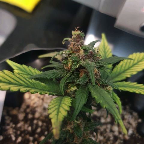 BFG #2 growlog timeline photo