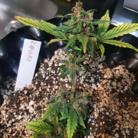 BFG #2 growlog timeline photo