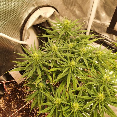 CG #1 growlog timeline photo