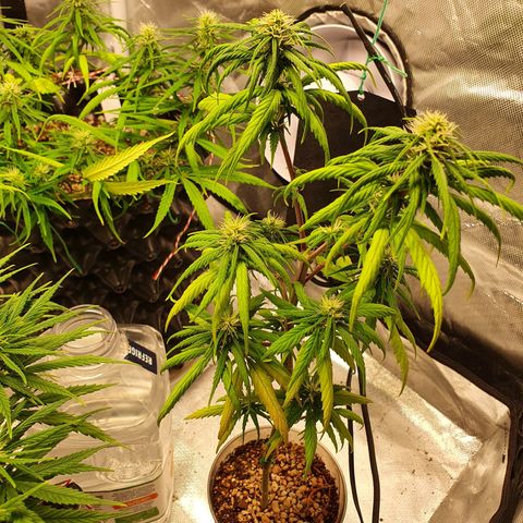 CG #4 growlog timeline photo