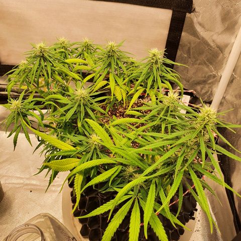 CG #2 growlog timeline photo