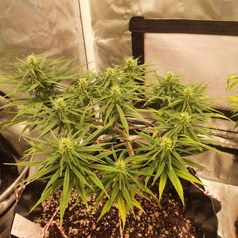 CG #1 growlog timeline photo