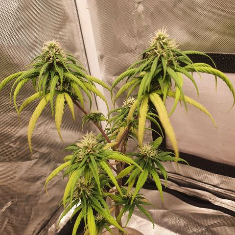 CG #4 growlog timeline photo