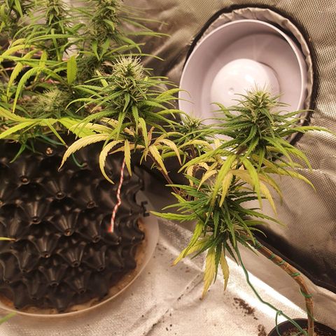 CG #3 growlog timeline photo
