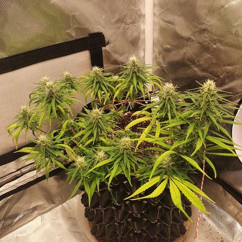 CG #2 growlog timeline photo