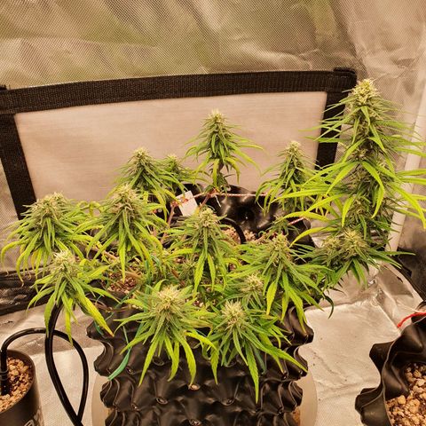 CG #2 growlog timeline photo