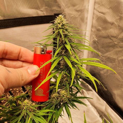 CG #2 growlog timeline photo