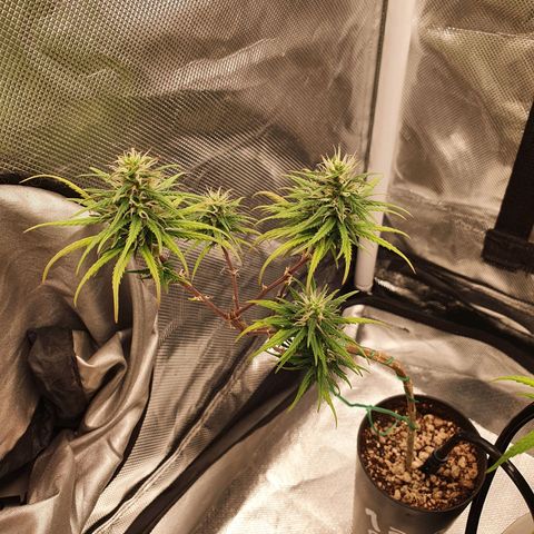 CG #3 growlog timeline photo