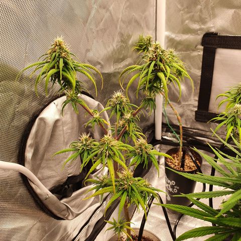 CG #4 growlog timeline photo