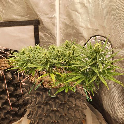 CG #1 growlog timeline photo