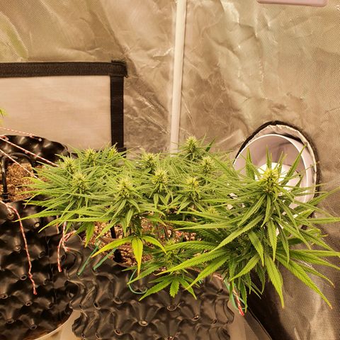 CG #1 growlog timeline photo