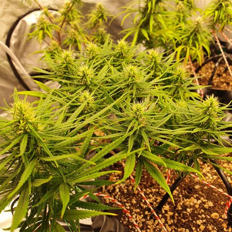CG #1 growlog timeline photo
