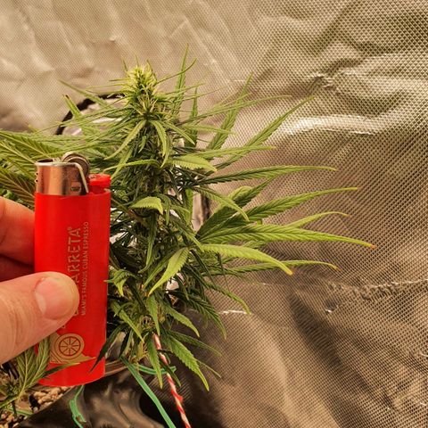 CG #1 growlog timeline photo