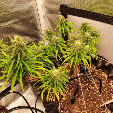 CG #2 growlog timeline photo