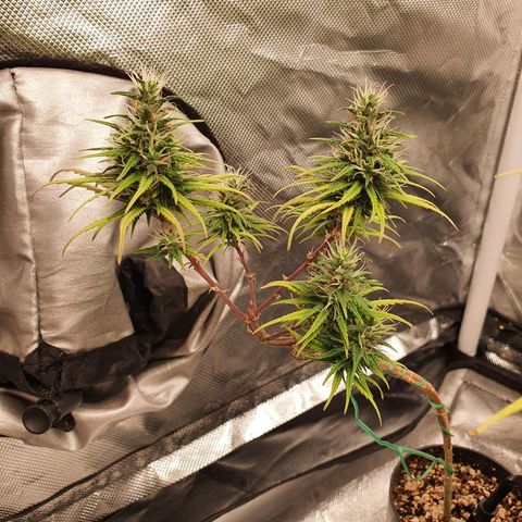 CG #3 growlog timeline photo
