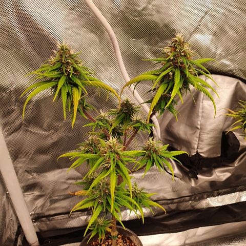 CG #4 growlog timeline photo