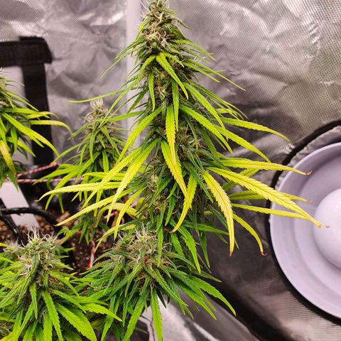 CG #2 growlog timeline photo