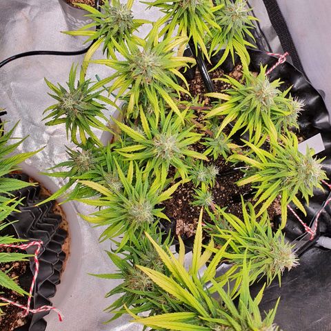 CG #2 growlog timeline photo