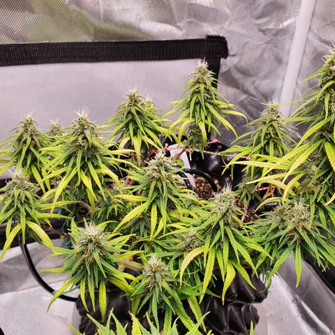 CG #2 growlog timeline photo