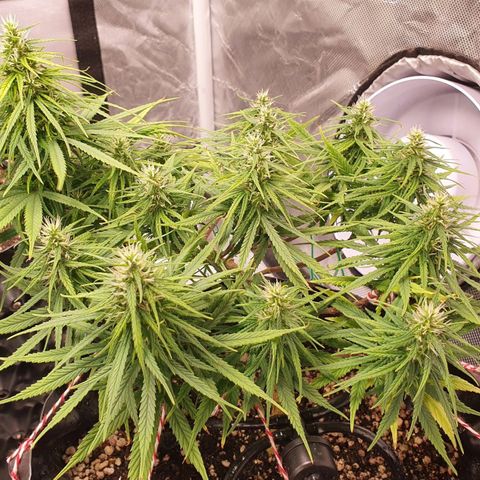 CG #1 growlog timeline photo