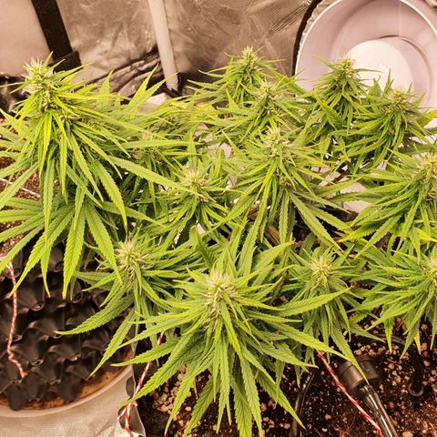CG #1 growlog timeline photo