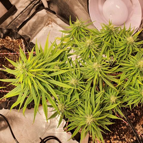 CG #1 growlog timeline photo