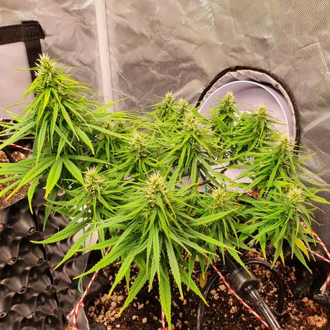 CG #1 growlog timeline photo