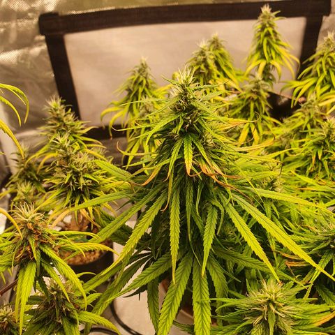 CG #1 growlog timeline photo