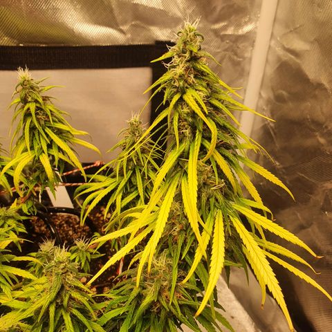 CG #2 growlog timeline photo