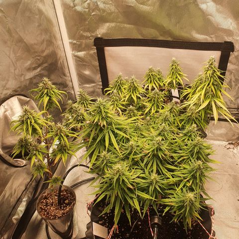 CG #3 growlog timeline photo