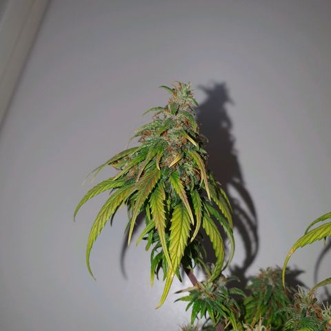 CG #4 growlog timeline photo
