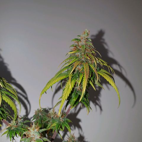 CG #4 growlog timeline photo