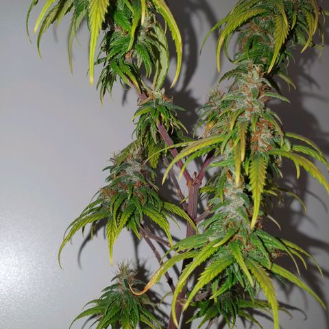 CG #4 growlog timeline photo