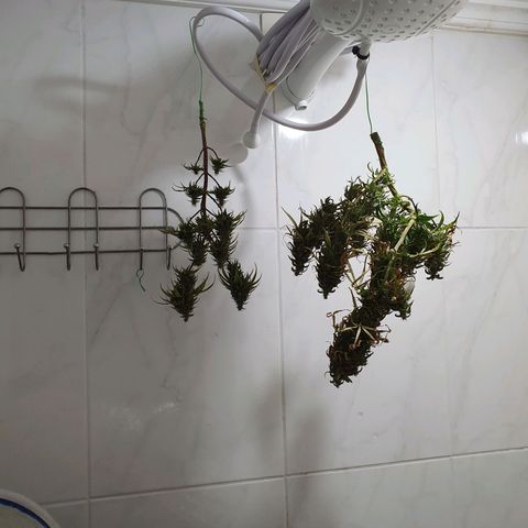CG #4 growlog timeline photo