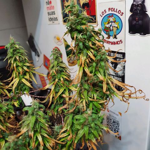CG #2 growlog timeline photo