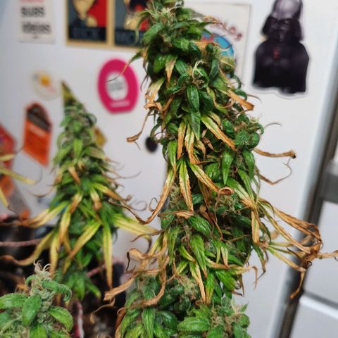 CG #2 growlog timeline photo