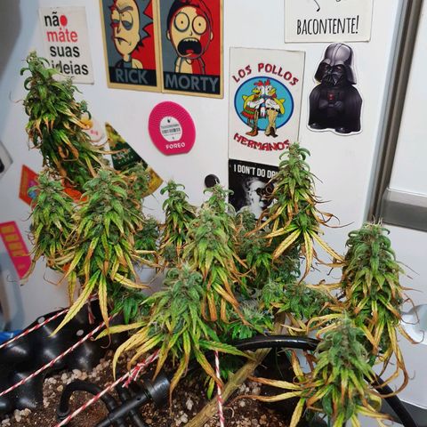 CG #2 growlog timeline photo