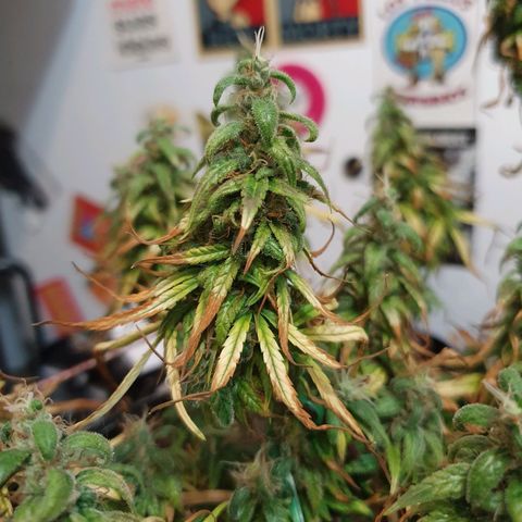 CG #2 growlog timeline photo