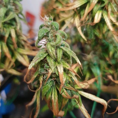 CG #2 growlog timeline photo